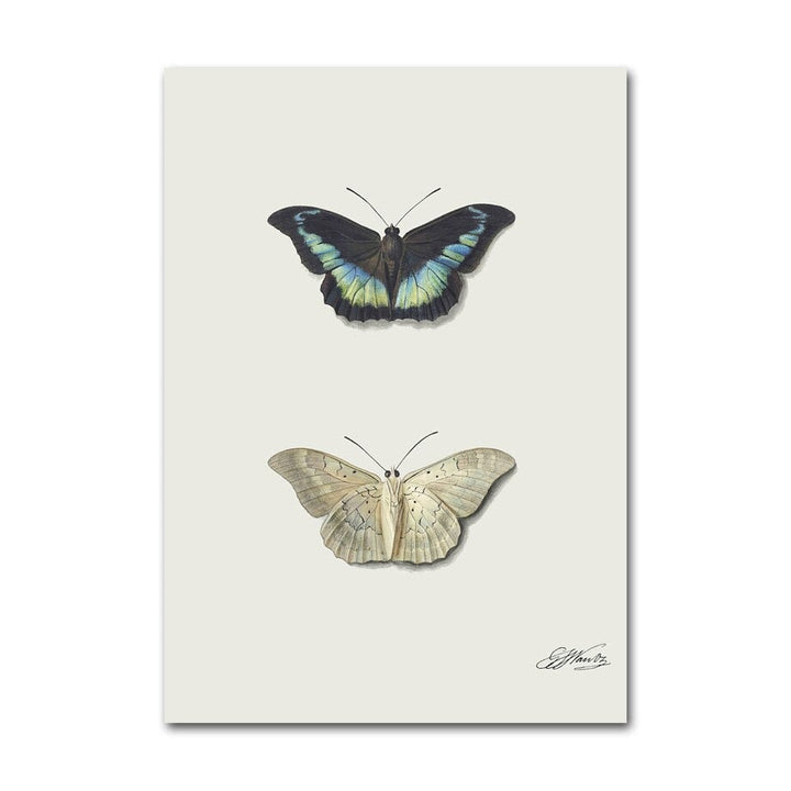 Butterfly canvas poster.