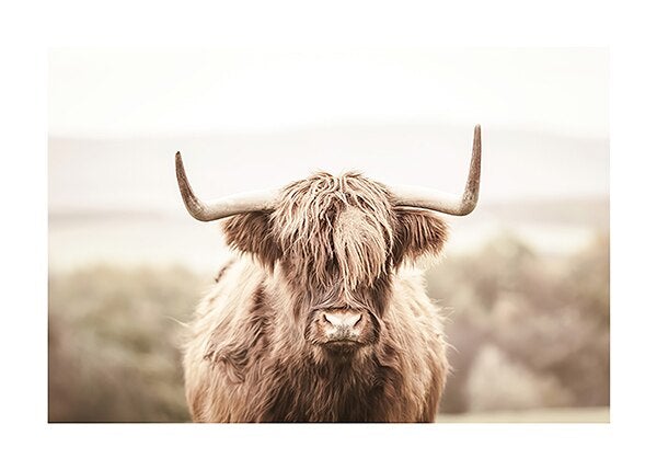 Cattle canvas poster.