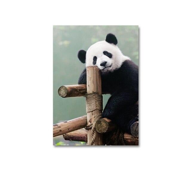 Panda canvas poster.