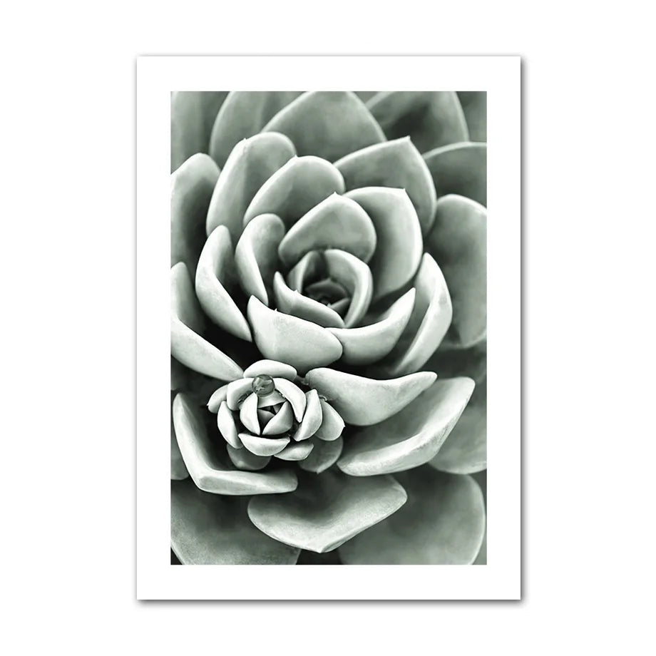 Close-up of a succulent plant with a white border on a light gray background