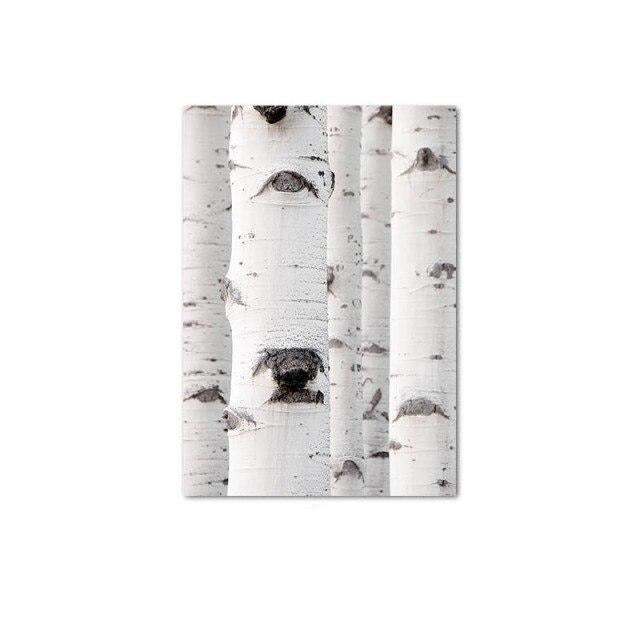 Forest white trees trunk canvas poster.