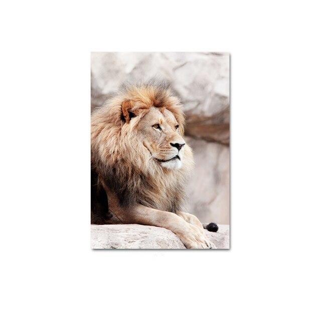 Lion sitting on rock canvas poster.