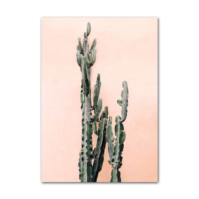 Cactus plant on a pink background.