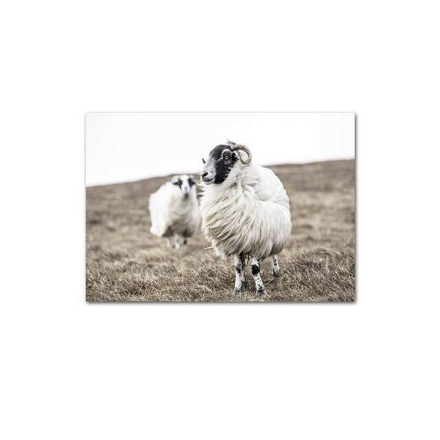 Sheep canvas print.